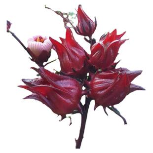 红桃k种子籽洛神花种子四季红金梅苗种孑玫瑰茄树苗盆栽四季开花