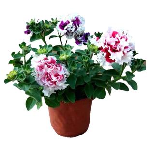 重瓣矮牵牛花苗泛美进口花期长四季好养易活易爆盆阳台庭院花卉