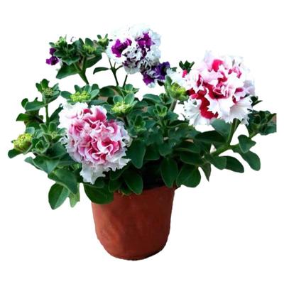 花期长四季好养易活重瓣矮牵牛