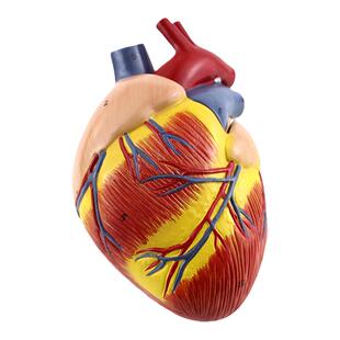 ENOVO颐诺狗心脏模型 犬心脏解剖结构模型狗解剖器官兽动物解剖宠物模型医学畜牧学动物医疗狗心脏病