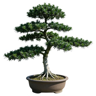 罗汉松庭院造型树旺宅真树正宗老桩大树别墅盆景落地门前室外原生