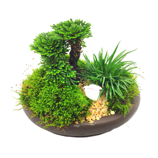 卷柏九死还魂草金钱菖蒲苔藓办公室桌面微小四季常青盆景盆栽包邮