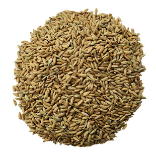 稻谷农家稻子带壳水稻鸡鸭鸟鸽子宠物仓鼠饲料江浙沪皖30斤装包邮