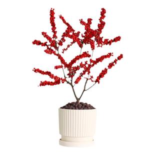 北美冬青盆栽树苗带果年宵花卉室内客厅耐寒植物特级老桩绿植盆景