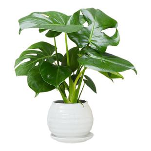 龟背竹盆栽办公室内桌面高级感小绿植摆件水培观叶绿植物好养盆栽