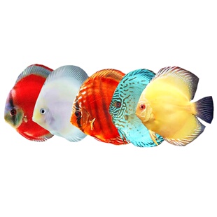 精品热带观赏鱼七彩神仙鱼活体鱼苗阿莲卡财神雪玉天子蓝渔场直销