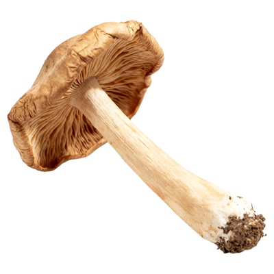 东北野生榛蘑丁干无根无沙