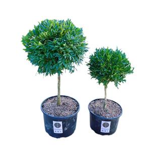 雀舌黄杨小叶棒棒糖树形黄杨树栽苗庭院耐寒高档造型盆景花镜植物