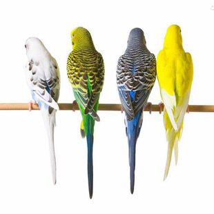 鹦鹉活鸟虎皮鹦鹉鸟类小鸟会学说话的鸟手养宠物小型鹦鹉一公一母