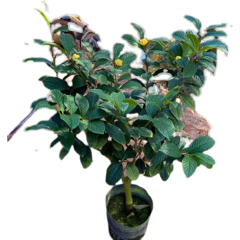 国宝金花茶树苗盆栽带花苞正宗防城盆景四季开花庭院老桩嫁接茶花