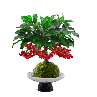 富贵籽盆栽黄金万两苔藓球水培植物客厅办公室内招财好养桌面绿植