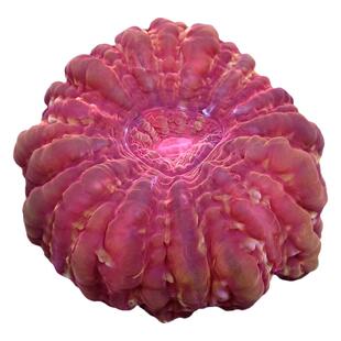 红水晶脑珊瑚活物印尼绿水晶富士LPS珊瑚海水鱼缸海缸观赏鱼活体