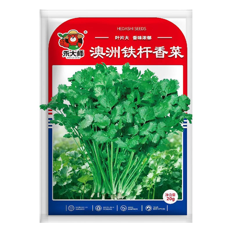 澳洲铁杆香菜种子叶片大香味浓郁