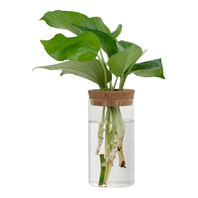 透明简约创意水培植物玻璃花瓶