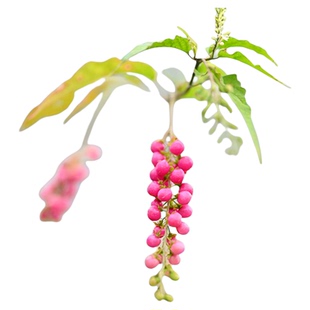 花叶数珠珊瑚桃玉粉玉日本进口红色观果组盆草本象牙珠花园鳗盆栽