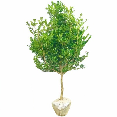 黄杨树苗独杆小叶瓜子黄杨苗盆栽庭院地栽造型盆景树桩素材绿化苗