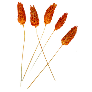 DIY干花宝石草永生花手工画带枝花材玻璃罩长枝条配花浮游瓶配草