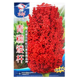 青糯矮杆红高粱种子老品种红高粱种籽高产大田四季播抗倒伏耐旱涝