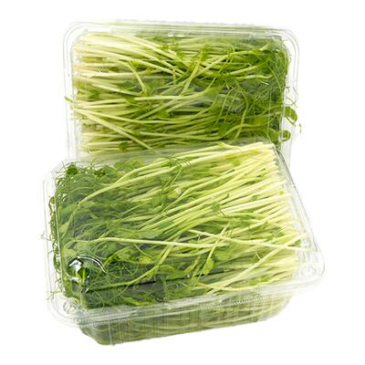 千牛优福芽苗菜新鲜采摘碗豆尖芽