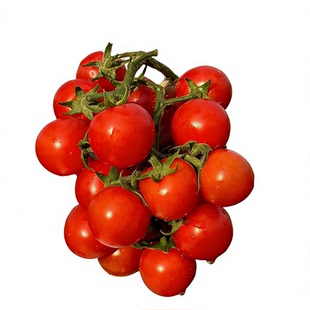 四川攀枝花露天生态贝贝小番茄非圣女果纯甜小西红柿子新鲜水果