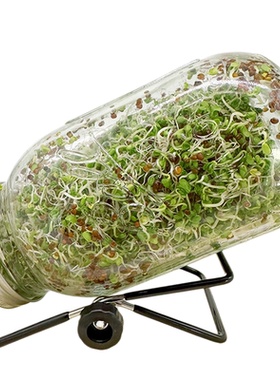 水培西兰花芽苗菜种子