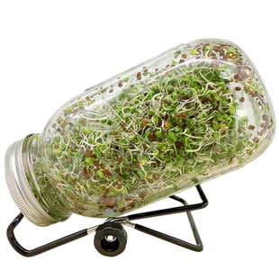 水培西兰花芽苗菜种子食用蔬菜青花椰菜梅森瓶种植优质西蓝花种籽