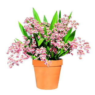 翁源兰花喜花里精品红粉梦香文心兰带花浓香新手好养绿植花卉盆栽