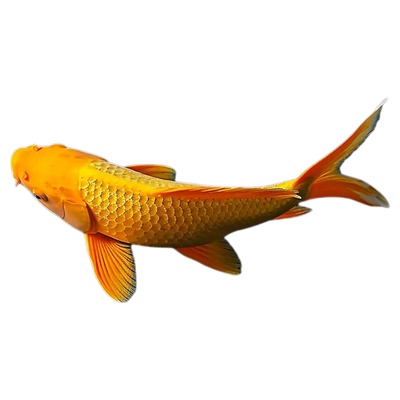 黄金锦鲤活鱼观赏鱼好养耐活自来水可养淡水冷水鱼苗活体小金鱼