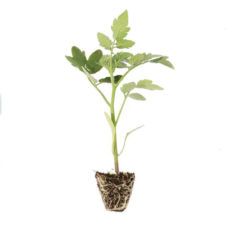 红矮生番茄秧苗正宗特色四季苗