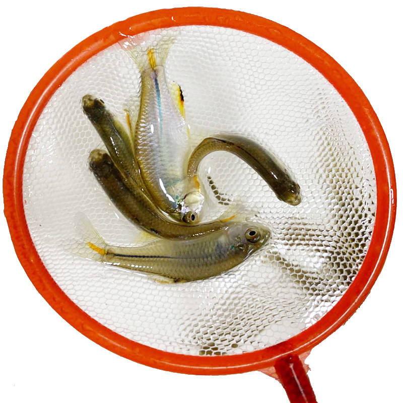 小鱼苗活体饲料鱼麦穗鱼活鱼淡水高体鳑鲏旁皮鱼活体除丝藻工具鱼