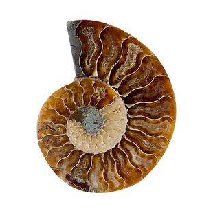 天然斑彩螺古生物化石菊石标本办公室摆件创意矿物简约时尚装饰品