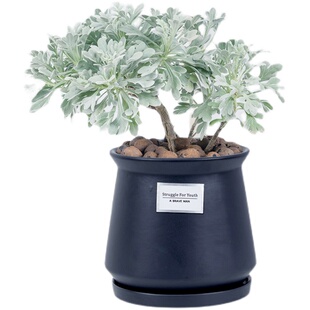 芙蓉菊盆栽驱蚊网红植物雪艾香草办阳台公室桌面好养观叶盆景绿植