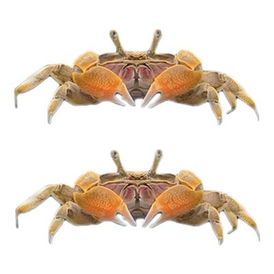 观赏蟹豹点蟹辣椒蟹除涡虫活体