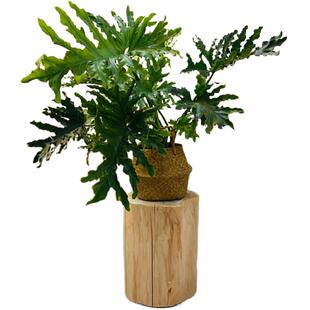 大木桩树桩实木墩子树墩原木茶几凳服装店坐凳摆件床头柜边几花架