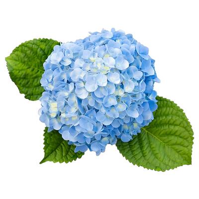 新品绣球苗太阳神殿佳澄薄荷拇指