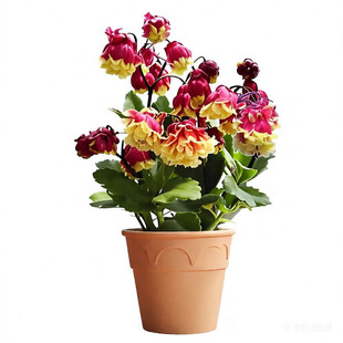 进口 新品 日本重瓣宫灯长寿花盆栽灯笼花大花花卉室内带花苞阳台