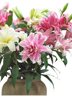 香水阳台百合种球绿植四季