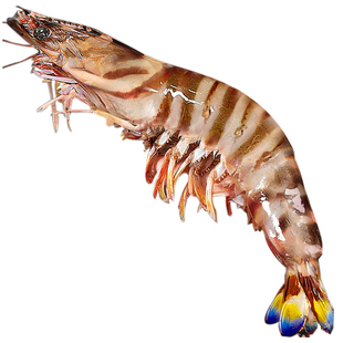 斑节虾鲜冻九节虾竹节虾特大冷冻烧烤食材火锅特大虾海虾海鲜水产