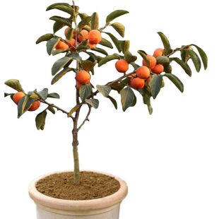 柿子树苗脆甜柿无核柿南北方种植特大庭院地栽当年结果柿子树果苗