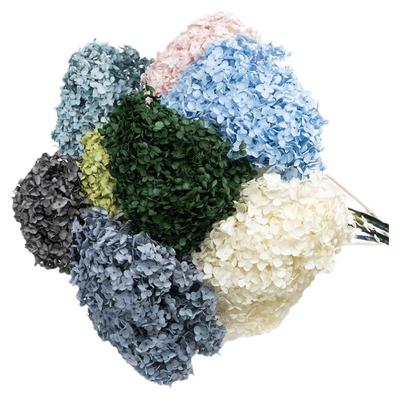 永生绣球单支安娜绣球