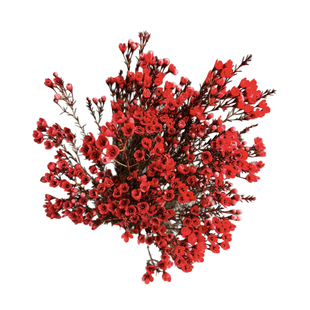 澳洲腊梅鲜花云南基地直发澳梅水养鲜切花年宵花室内装饰喜庆花材