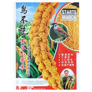 书香小米种子种籽稻谷小香米粟米粘糯谷子谷种黄谷红谷抗鸟害高产