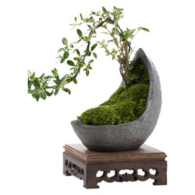 六月雪盆栽植物室内桌面四季好养