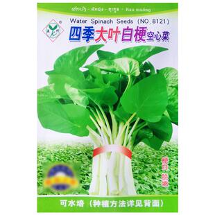 四季季大叶白梗空心菜种子通心菜种籽阳台盆栽蔬菜农家菜园青菜孑