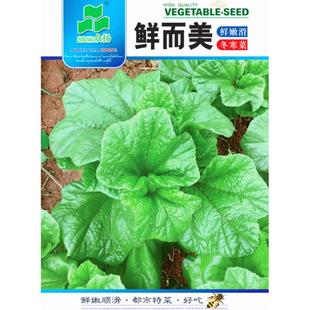 冬苋菜种子冬寒菜种籽冬葵冬汉菜青菜四川秋冬季田园盆栽蔬菜种孑