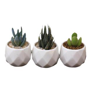 多肉植物组合小盆栽带盆栽种好发货白色瓷盆精品桃蛋钱串活动礼品