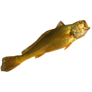 正宗海钓纯野生大黄鱼1条8两左右纯正野生黄花鱼保证正品黄金国鱼