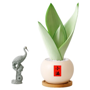 白玉虎皮兰室内盆景办公室工位桌面招财旺宅绿植摆件懒人四季好养