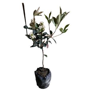 花卉绿植带花苞春花石斑木车轮梅 春花盆景 海岛春花