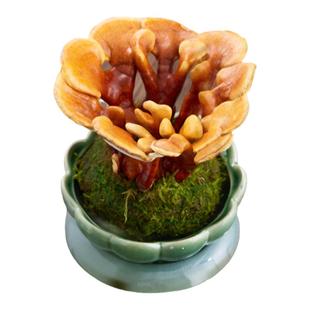 活灵芝盆栽植物室内桌面四季客厅观叶办公室绿植好养真灵芝小盆景